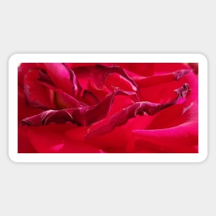 Macro Dying Red Rose Sticker
